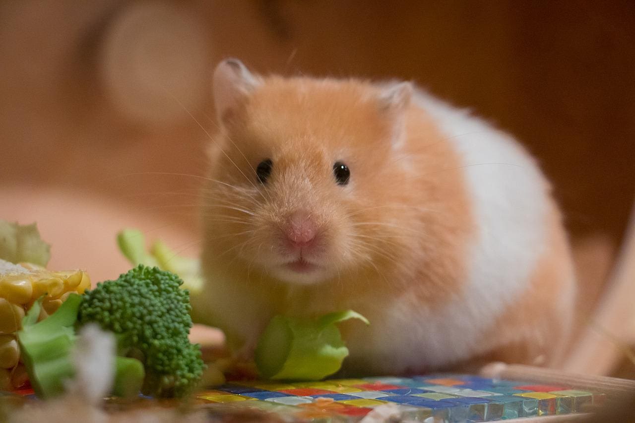 Goldhamster Ernährung