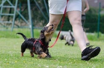 Welpen Hundeschule