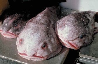 Blobfisch