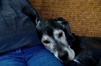 Hund Bestattung