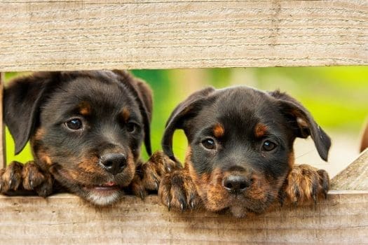 Rottweiler Welpen