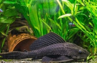 Aquariumwels