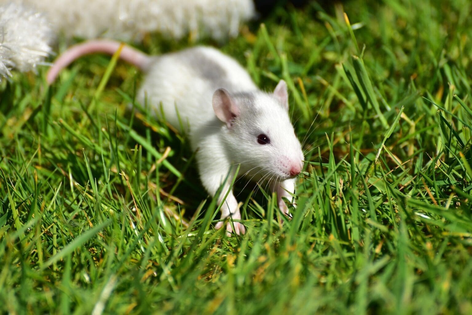 Dürfen Farbratten Weintrauben essen? tierfalt.de
