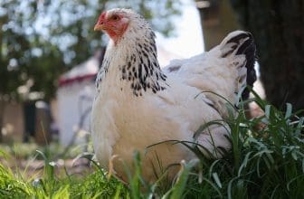 Huhn Nahaufnahme
