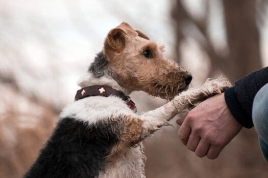 Hund Mit Halsband