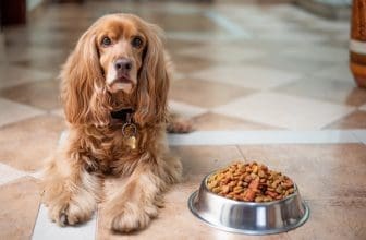 Hund mit Futter