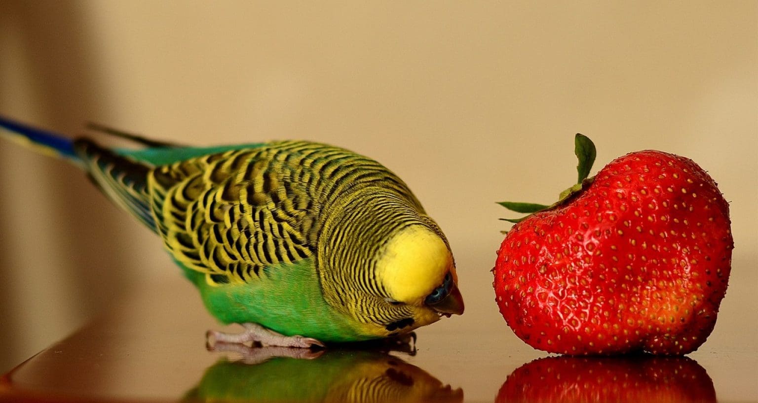 Dürfen Wellensittiche Erdbeeren essen? tierfalt.de