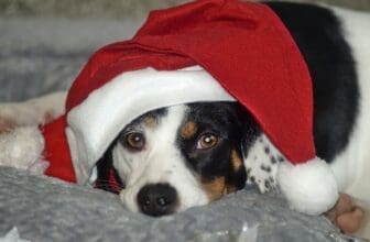 Hund Weihnachen