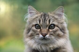 Norwegische Waldkatze