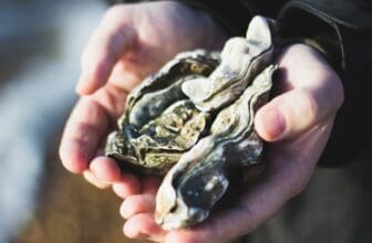 Mieschmuscheln in Hand