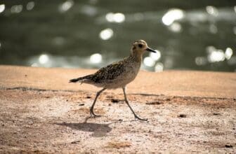 Seltene Vögel in Deutschland