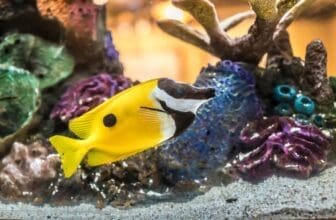 Aquascaping Basics für Beginner
