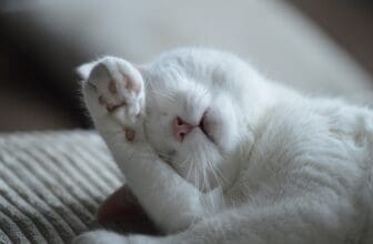 Katzen Lungenkrankheit