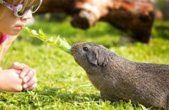 Meerschweinchen giftige Pflanzen