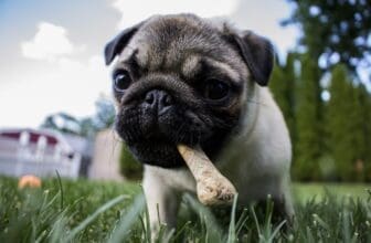 Barfen für Hunde
