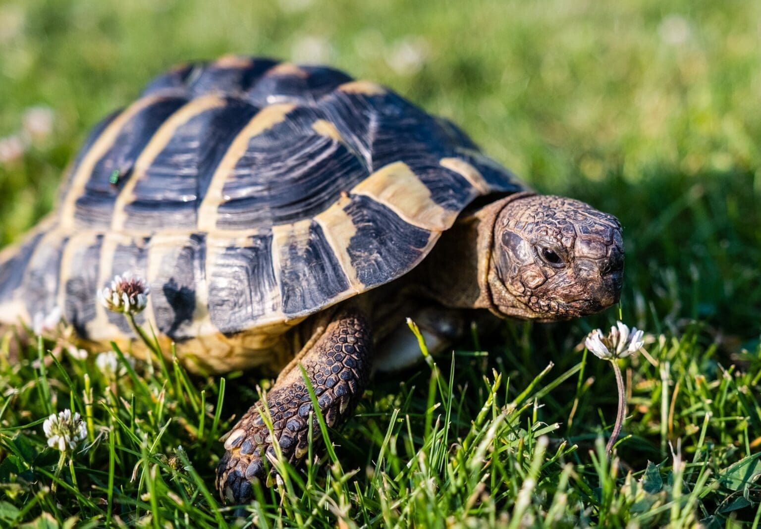 So Sollte Eine Gesunde Griechische Landschildkröte Aussehen Griechische Landschildkröte - Tipps zur Haltung und Pflege - tierfalt.de