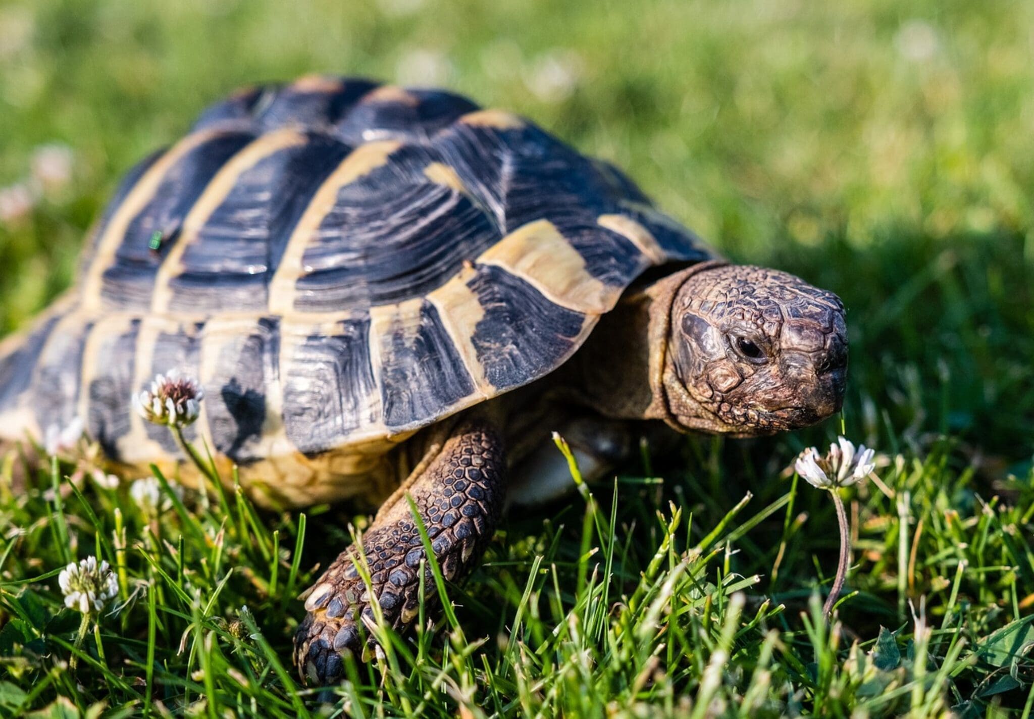 So Sollte Eine Gesunde Griechische Landschildkröte Aussehen