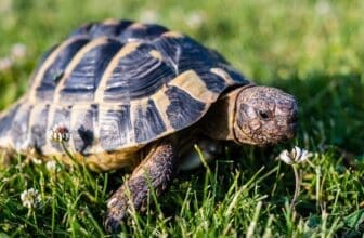 Griechische Landschildkröte im Gras