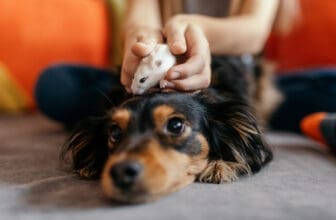 Hamster mit Hund zusammen