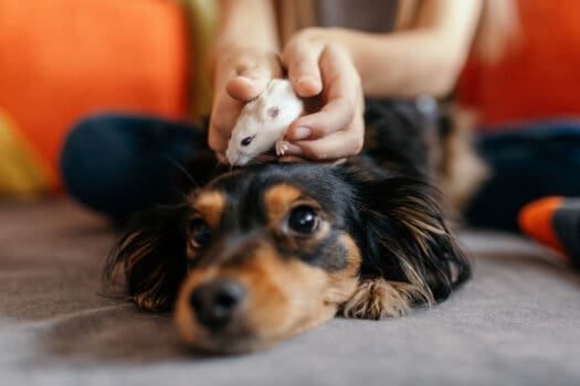 Hamster mit Hund zusammen