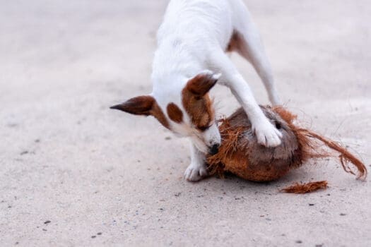 Frivillig Rusten Vind Dürfen Hunde Kokosnüsse essen? - tierfalt.de
