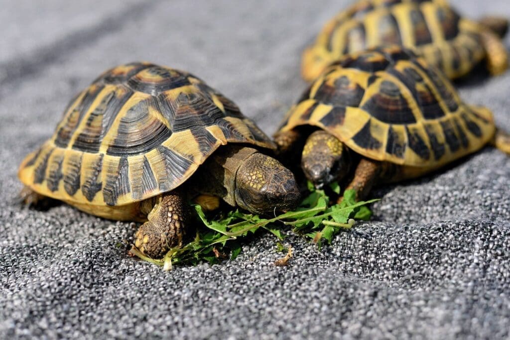 Die griechischen Landschildkröten lieben es ihr Grünzeug im Freien zu essen.