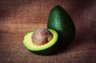 Wellensittich Avocado essen