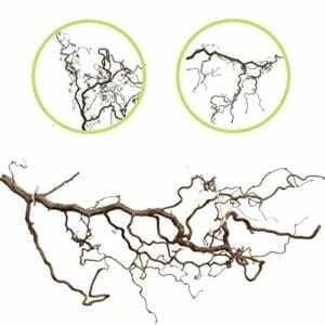 Vogelgaleria aufregend verschnörkelter Ast aus Korkenzieherhasel | ca. 80cm – 100cm