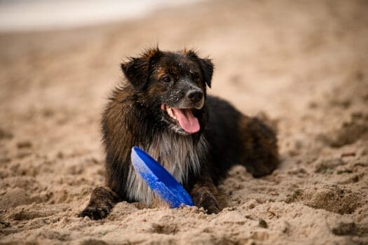 Hund liegt am Sand Strand