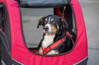 Hund sitzt im Fahrradanhänger