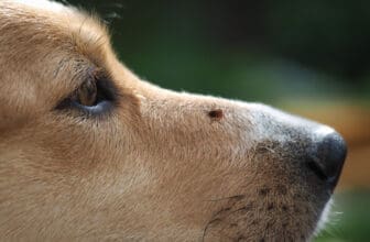 Hund mit Zecke auf Nase
