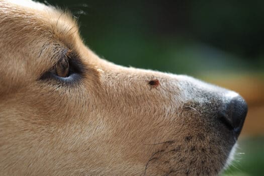 Hund mit Zecke auf Nase