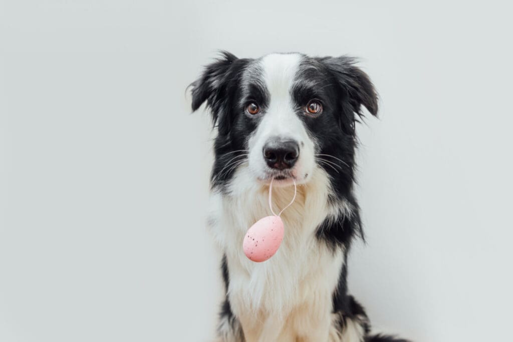 Dürfen Hunde rohe Eier essen? tierfalt.de