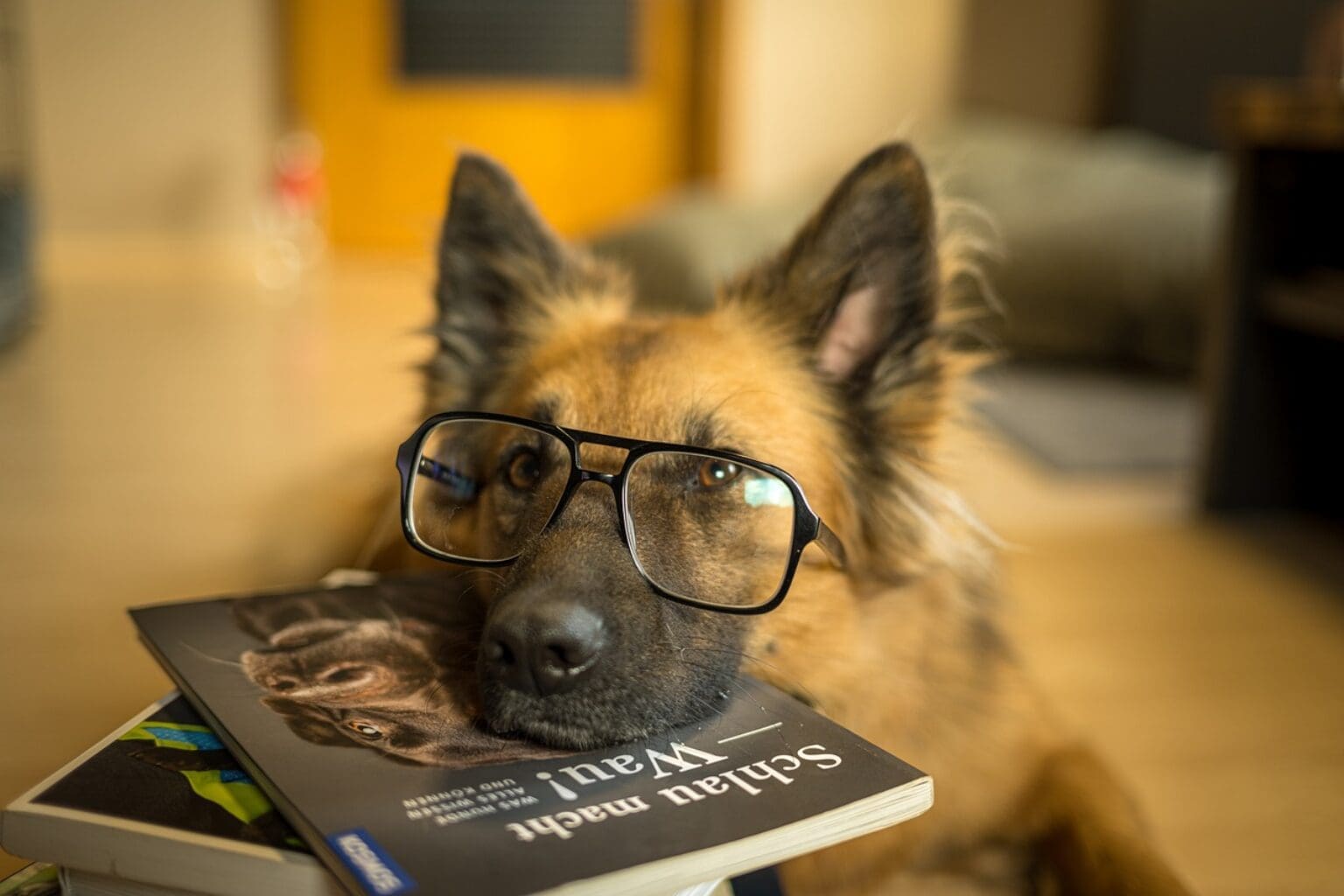 Die schönsten Hundesprüche und Zitate tierfalt.de
