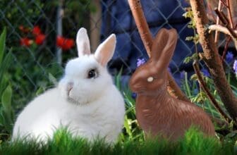 Kaninchen Schokolade