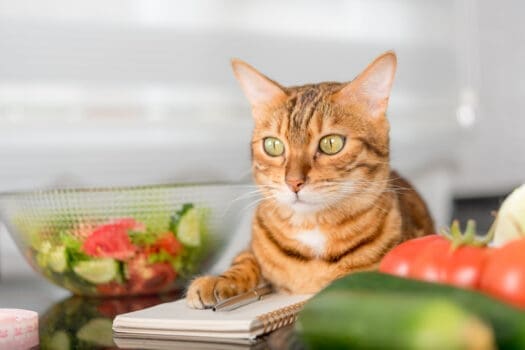 Katze vegan ernähren