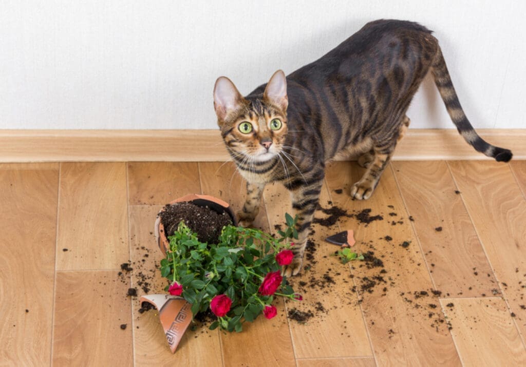 Meine Katze hat Erde gegessen Was tun? tierfalt.de