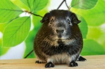 Meerschweinchen