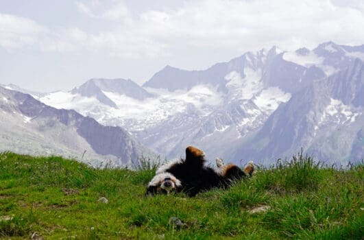 Hund im Zillertal