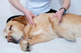 Hund liegt und wird massiert