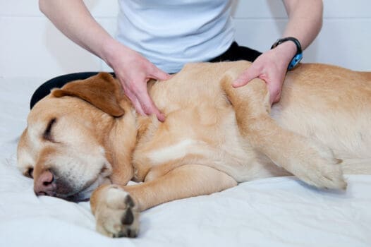 Hund liegt und wird massiert