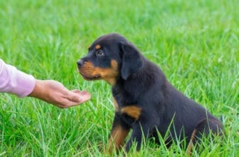 Top 10 Hundeerziehungs-Bücher – Unverzichtbare Lektüren für Hundefreunde