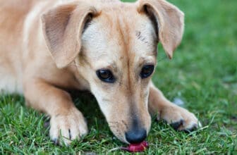 Radieschen Hund
