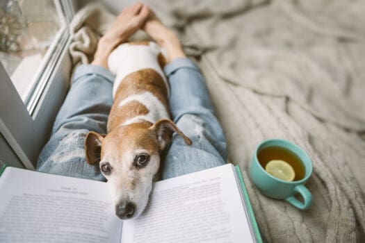 Hund liegt mit dem Kopf auf dem offenen Buch.