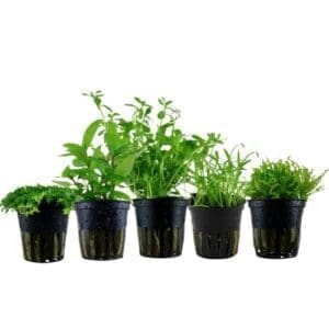 AquaOne Aquarium Pflanzen I 5X Wasserpflanzen I Lilaeopsis, Staurogyne, Hemianthus, Bacopa, Pogostemon