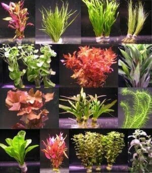 WFW wasserflora 10 Bunde mit über 80 Aquarium-Pflanzen | großes buntes Sortiment für ein 100 Liter Aquarium