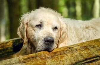 Alter Golden Retriever