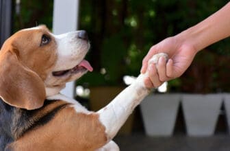 Beagle gibt Herrchen Pfote