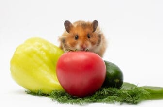 Hamster sitzt auf gemüse