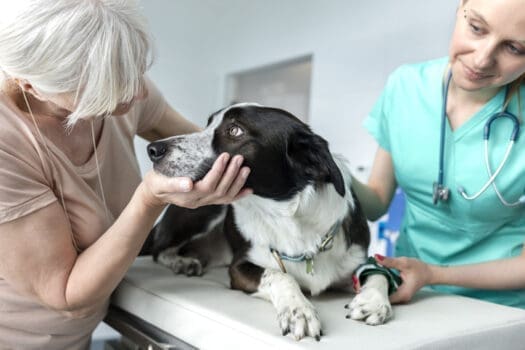 Hund bei Tierarzt mit Seniorin